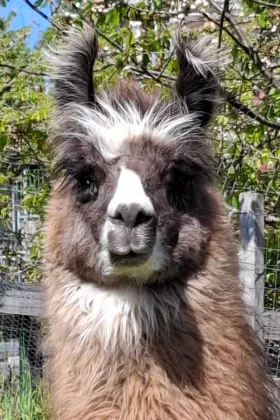 Bild vergrößern Faro de Oro