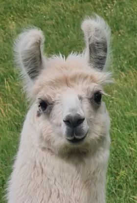 Bild vergrößern Llamamay de Oro