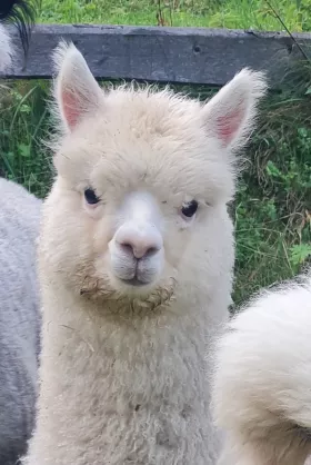 Bild vergrößern Giuseppe de Oro