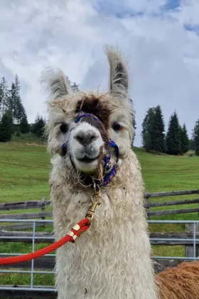 Bild vergrößern Santino de Oro