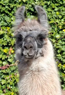 Bild vergrößern Leano de Oro