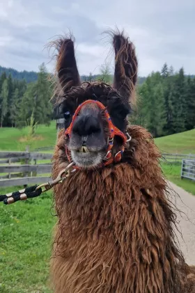 Bild vergrößern Amaron de Oro