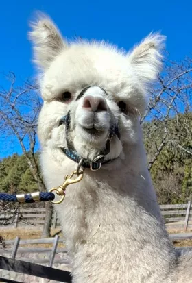 Bild vergrößern Golitho de Oro