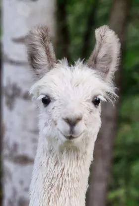 Bild vergrößern Tahiti de Oro