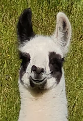 Bild vergrößern Tipitina de Oro