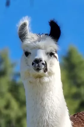 Bild vergrößern Nada de Oro