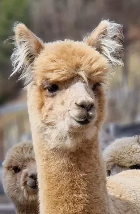 Bild vergrößern Kalahari de Oro