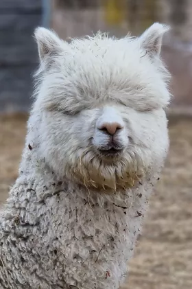 Bild vergrößern Tamburino de Oro