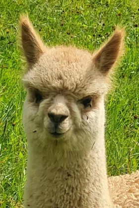 Bild vergrößern Taluma de Oro