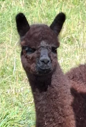 Bild vergrößern Linari de oro