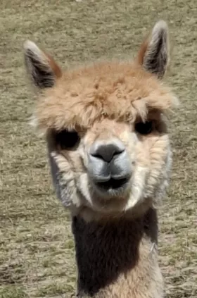 Bild vergrößern Roy Karma