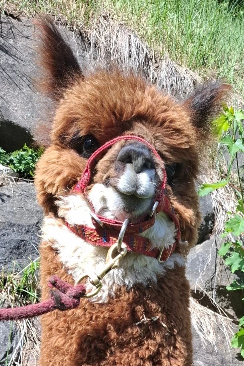Benno