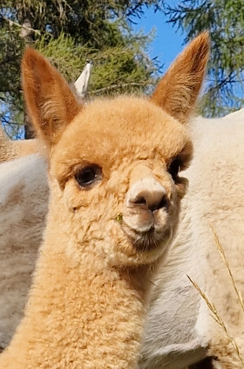 Bahareh de Oro