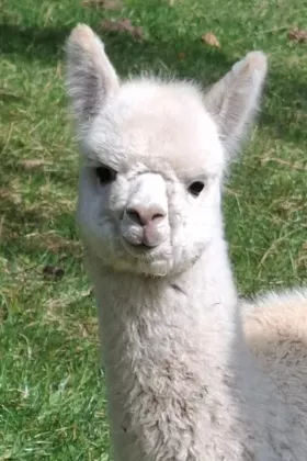 Bild vergrößern Ganesha de Oro