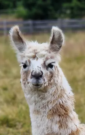 Bild vergrößern Lahani de Oro