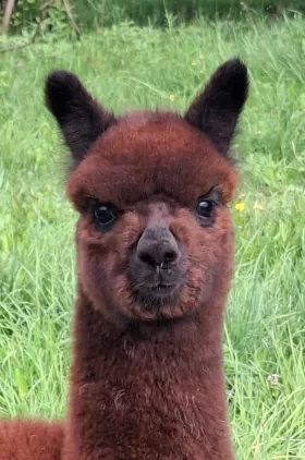 Bild vergrößern Leonis de Oro