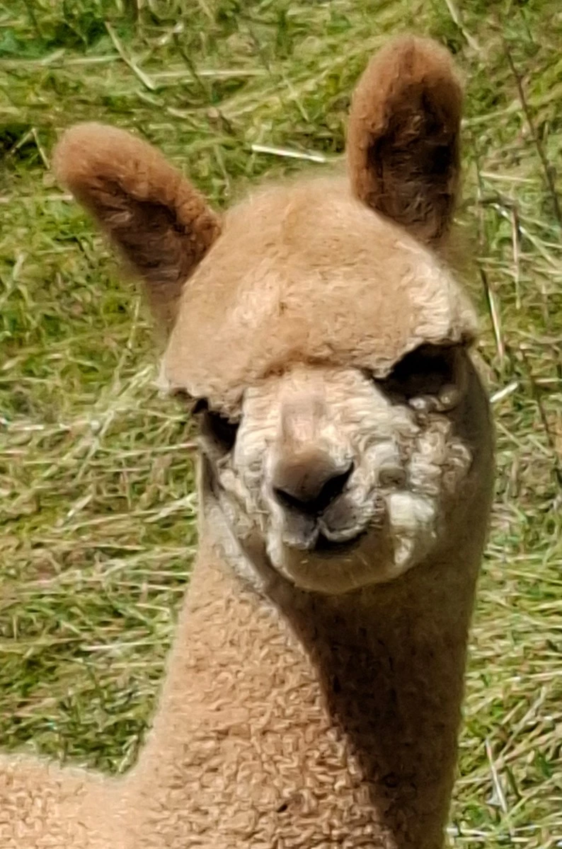 Kathmandu de Oro