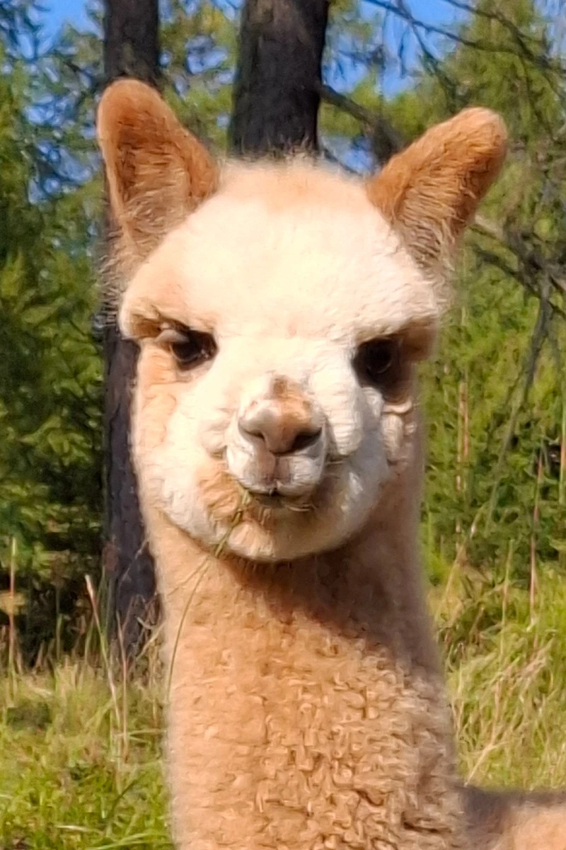 Tantalos de Oro