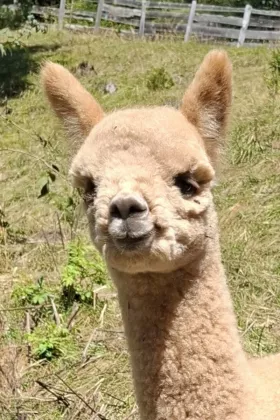 Bild vergrößern Lando de Oro