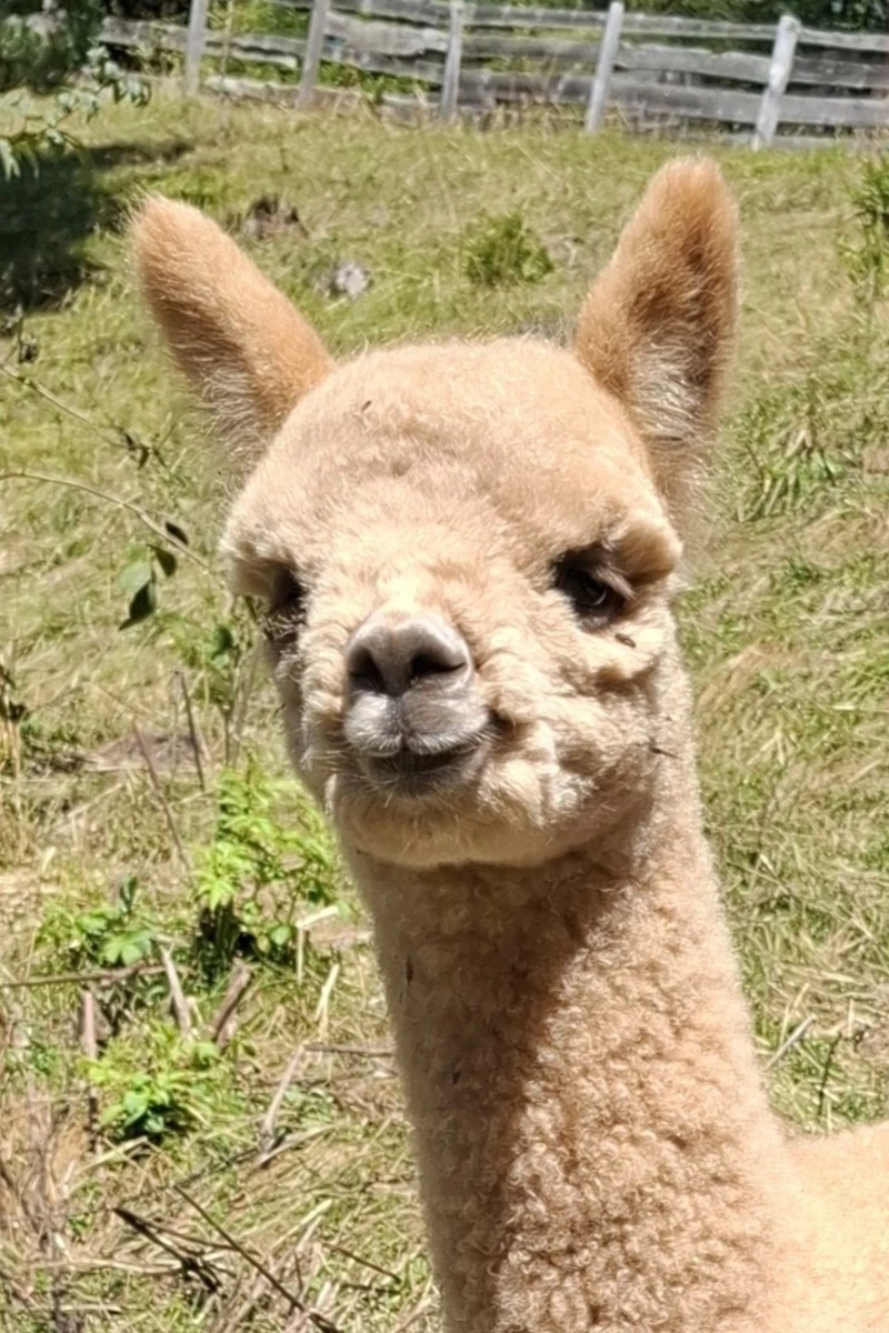 Lando de Oro