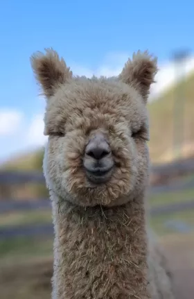 Bild vergrößern Lando de Oro