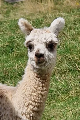 Bild vergrößern Taneda de Oro