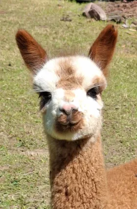 Bild vergrößern Thulia de Oro