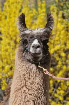 Bild vergrößern Laneo de Oro