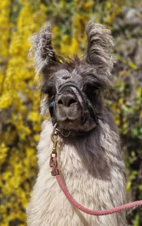 Bild vergrößern Lamos de Oro