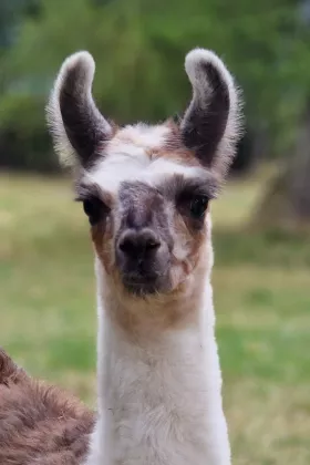 Bild vergrößern Papaya de Oro