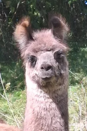 Bild vergrößern Lexus de Oro