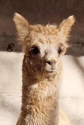 Bild vergrößern Denyala de Oro