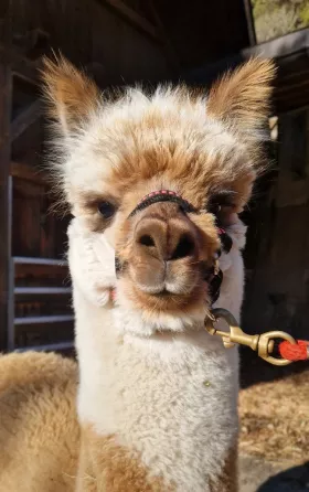 Bild vergrößern Lakshmi de Oro