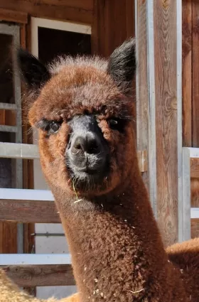 Bild vergrößern Lodana de Oro