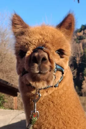 Bild vergrößern Gino de Oro