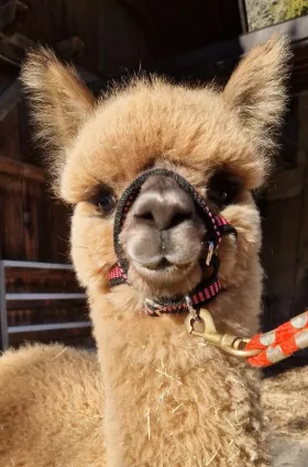 Bild vergrößern Medea de Oro