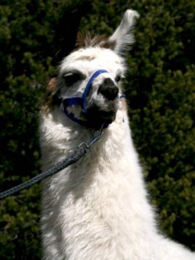 Bild vergrößern A.M. Felippe