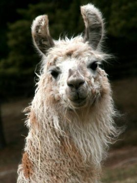 Bild vergrößern Baia de Oro