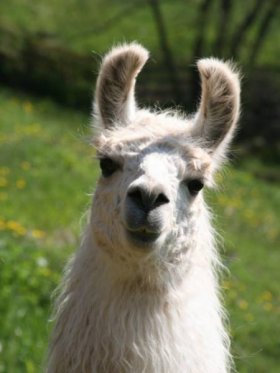 Bild vergrößern Blue Belana