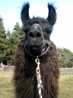 Bild vergrößern Chuio de Oro