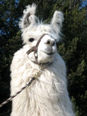 Bild vergrößern Iguazu des Granades