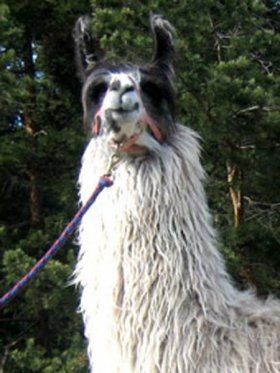 Bild vergrößern Luy de Oro