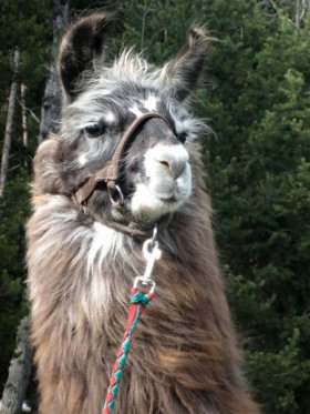 Bild vergrößern Maia de Oro