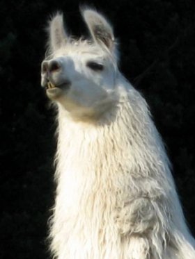 Bild vergrößern MMR Sunfire