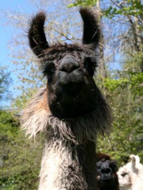 Bild vergrößern Ramada del Sur