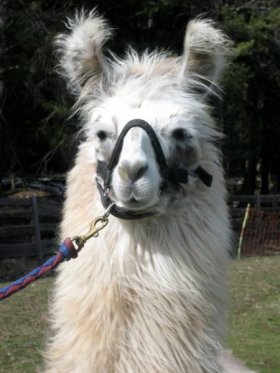 Bild vergrößern Tiggi de Oro